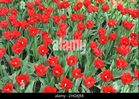 Rote Triumph Tulpen (Tulipa) die Ile de France blüht im April in einem Garten Stockfoto