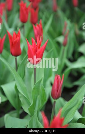 Rote Lilie-blühende Tulpen (Tulipa) Isaak Chic blüht im April in einem Garten Stockfoto