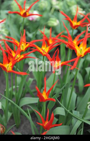 Rote und gelbe Tulpen (Tulipa) Ivo mit ungewöhnlich schmalen Blütenblättern blühen im April in einem Garten Stockfoto