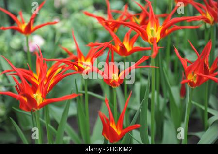 Rote und gelbe Tulpen (Tulipa) Ivo mit ungewöhnlich schmalen Blütenblättern blühen im April in einem Garten Stockfoto