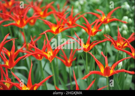 Rote und gelbe Tulpen (Tulipa) Ivo mit ungewöhnlich schmalen Blütenblättern blühen im April in einem Garten Stockfoto