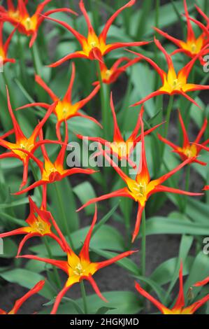 Rote und gelbe Tulpen (Tulipa) Ivo mit ungewöhnlich schmalen Blütenblättern blühen im April in einem Garten Stockfoto