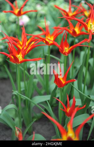 Rote und gelbe Tulpen (Tulipa) Ivo mit ungewöhnlich schmalen Blütenblättern blühen im April in einem Garten Stockfoto