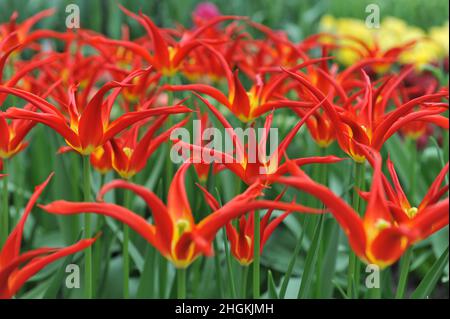 Rote und gelbe Tulpen (Tulipa) Ivo mit ungewöhnlich schmalen Blütenblättern blühen im April in einem Garten Stockfoto