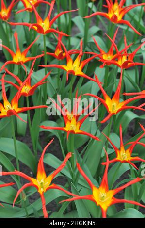 Rote und gelbe Tulpen (Tulipa) Ivo mit ungewöhnlich schmalen Blütenblättern blühen im April in einem Garten Stockfoto