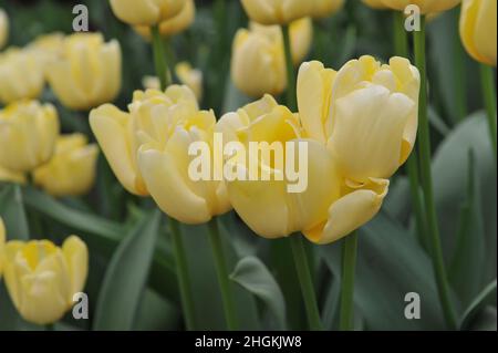 Gelbe Triumph Tulpen (Tulipa) Elfenbeinprinzessin blüht im April in einem Garten Stockfoto