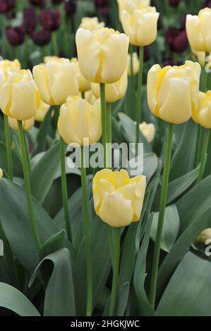 Gelbe Triumph Tulpen (Tulipa) Elfenbeinprinzessin blüht im April in einem Garten Stockfoto