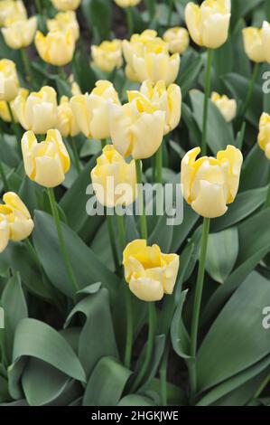 Gelbe Triumph Tulpen (Tulipa) Elfenbeinprinzessin blüht im April in einem Garten Stockfoto