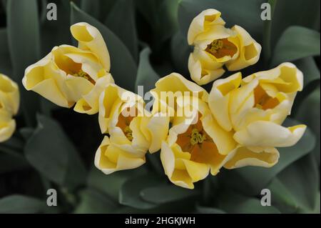 Gelbe Triumph Tulpen (Tulipa) Elfenbeinprinzessin blüht im April in einem Garten Stockfoto