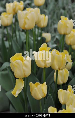 Gelbe Triumph Tulpen (Tulipa) Elfenbeinprinzessin blüht im April in einem Garten Stockfoto