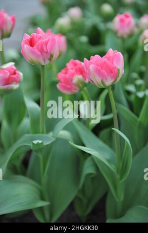 Rosa und weiße Pfingstrose-blühende Double Late Tulpen (Tulipa) Jamai blühen im April in einem Garten Stockfoto