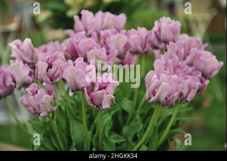 Ein Strauß lila rosa Papageientulpen (Tulipa) James Last auf einer Ausstellung im Mai Stockfoto