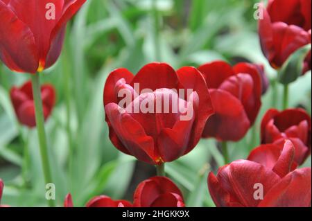 Rote Triumph-Tulpen (Tulipa) Jan Reus blüht im April in einem Garten Stockfoto