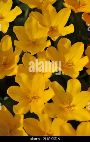 Gelbe Triumph Tulpen (Tulipa) Jan van Nes blüht im April in einem Garten Stockfoto