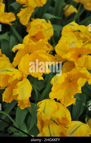 Gelbe Tulpen (Tulipa) Jan van Nes Papagei blüht im April in einem Garten Stockfoto