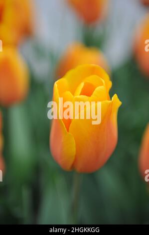 Rot-weiße Triumph-Tulpen (Tulipa) Jannekes Orange blüht im April in einem Garten Stockfoto