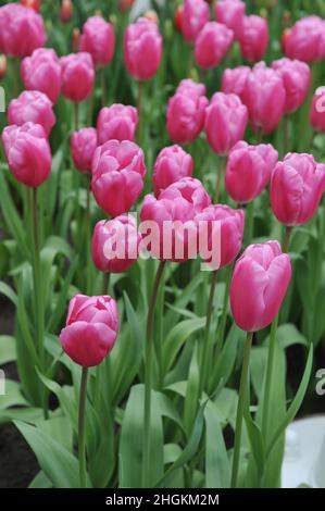 Pink Triumph Tulpen (Tulipa) Jumbo Pink blüht im März in einem Garten Stockfoto