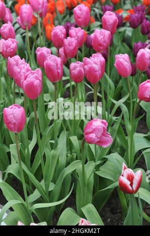 Pink Triumph Tulpen (Tulipa) Jumbo Pink blüht im März in einem Garten Stockfoto