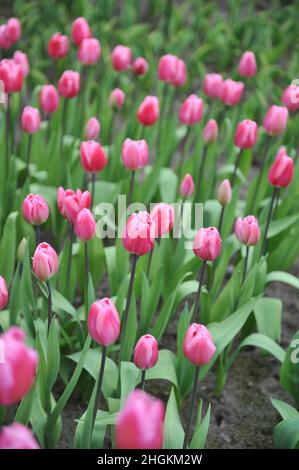 Pink Triumph Tulpen (Tulipa) Jumbo Pink blüht im März in einem Garten Stockfoto