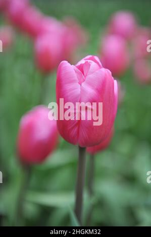 Pink Triumph Tulpen (Tulipa) Jumbo Pink blüht im März in einem Garten Stockfoto