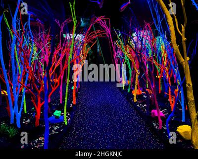 Farbenfrohe Seetang im Meow Wolf, ein immersives Kunsterlebnis in Santa Fe, New Mexico, USA Stockfoto