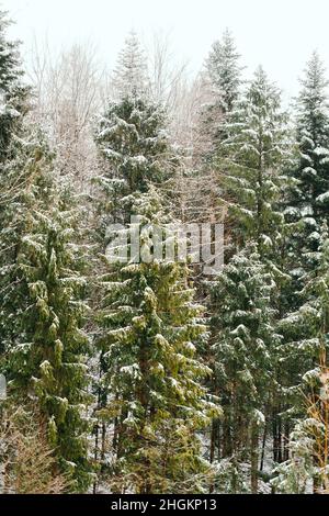 Wald während Schneesturm im Winter Stockfoto
