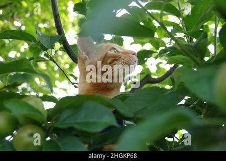 Eine niedliche Ingwer-Tabby-Katze, die einen Baum und eine Pflanze erkundet Stockfoto