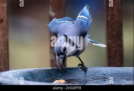 Bluejay auf dem Deck mit Erdnuss Stockfoto
