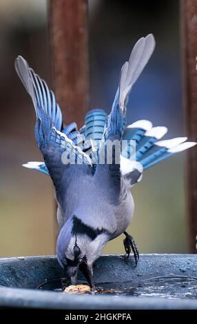 Bluejay auf dem Deck mit Erdnuss Stockfoto