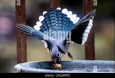 Bluejay auf dem Deck mit Erdnuss Stockfoto