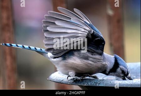 Bluejay auf dem Deck mit Erdnuss Stockfoto