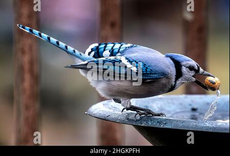 Bluejay auf dem Deck mit Erdnuss Stockfoto