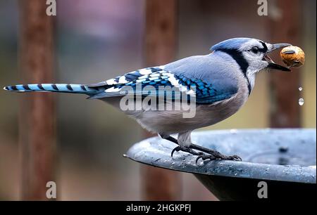 Bluejay auf dem Deck mit Erdnuss Stockfoto
