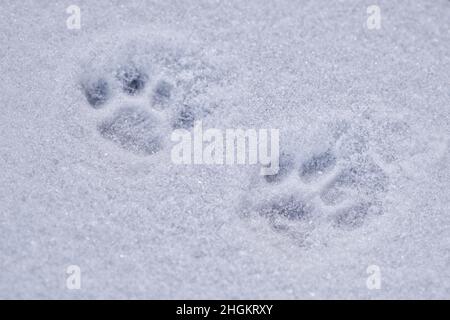 Katzenfußabdrücke auf der Schneeoberfläche aus nächster Nähe. Haustiere gehen im Freien in der kalten Wintersaison. Stockfoto