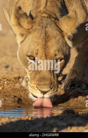 Löwin Trinkwasser in den Kgalagadi Stockfoto