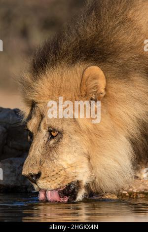 Schwarzmähiger Löwe Trinkwasser im Kgalagadi Stockfoto