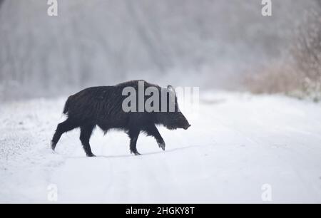 Ausgewachsenes Wildschwein (sus scrofa ferus), das auf Schnee läuft. Wildtiere in natürlichem Lebensraum Stockfoto