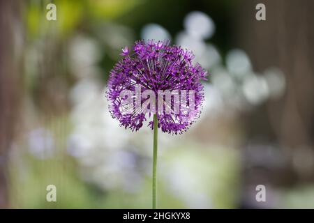 Allium nigrum, Blütenstand eines lila schwarzen Knoblauchs Stockfoto