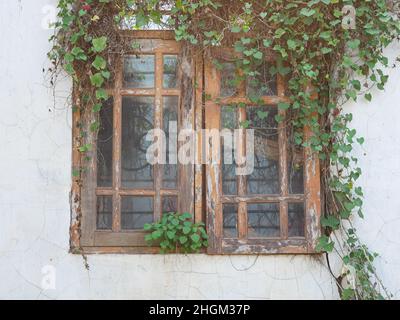 Fenster des Hauses mit wilden Pflanzen, wird das Haus vernachlässigt, weil es unbewohnt ist. Stockfoto