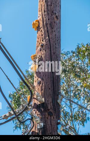 Bienennest, das an einem Telefonmast freigelegt hängt Stockfoto