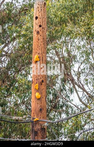 Bienennest, das an einem Telefonmast freigelegt hängt Stockfoto