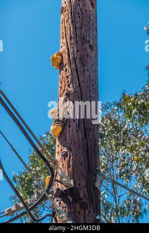 Bienennest, das an einem Telefonmast freigelegt hängt Stockfoto