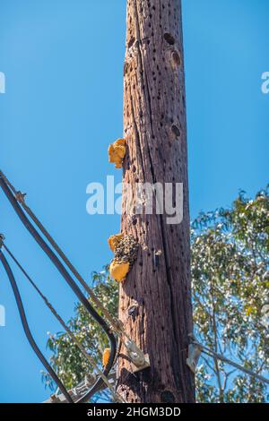 Bienennest, das an einem Telefonmast freigelegt hängt Stockfoto