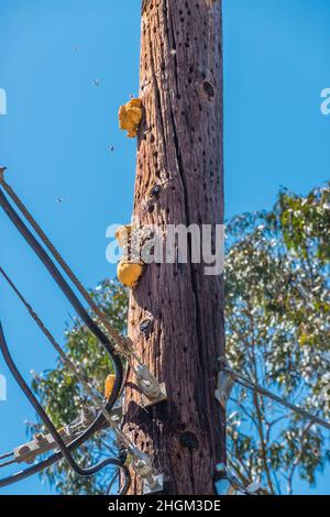 Bienennest, das an einem Telefonmast freigelegt hängt Stockfoto