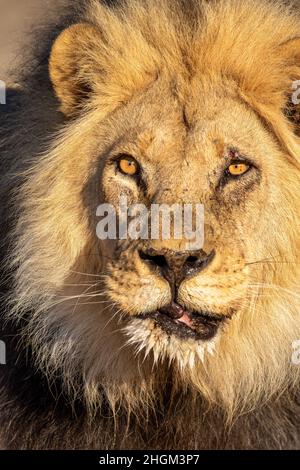 Porträt des schwarzen Löwen im Kgalagadi Stockfoto