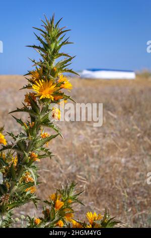 Art Scolymus hispanicus Pflanze Blume close-up, auch bekannt als Goldene Distel oder spanische Austerndistel, eine krautige Heimat in Süd- und West-Euro Stockfoto