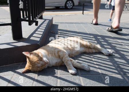 Der Blick auf eine rote Straßenkatze, die an einem sonnigen Tag auf dem Bürgersteig chillt. Stockfoto