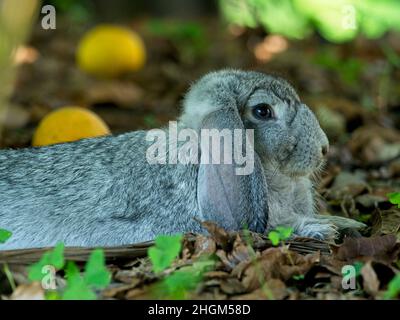 Nahaufnahme auf dem Porträt eines niedlichen Haushasen-Hasen (Oryctolagus cuniculus), der im Garten Vilcabamba, Ecuador, inmitten der Vegetation sitzt. Stockfoto