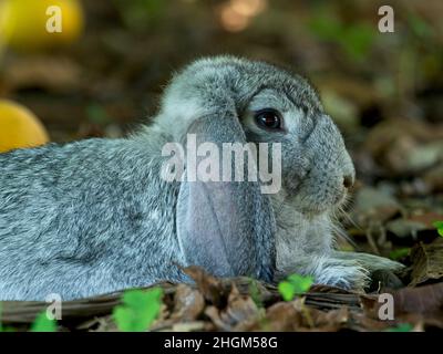 Nahaufnahme auf dem Porträt eines niedlichen Haushasen-Hasen (Oryctolagus cuniculus), der im Garten Vilcabamba, Ecuador, inmitten der Vegetation sitzt. Stockfoto