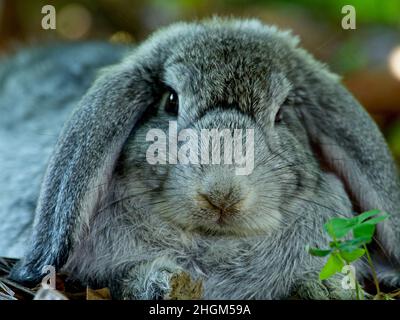 Nahaufnahme des Kopfes auf dem Porträt eines niedlichen Haushasen-Hasen (Oryctolagus cuniculus), der in die Kamera starrt Vilcabamba, Ecuador. Stockfoto